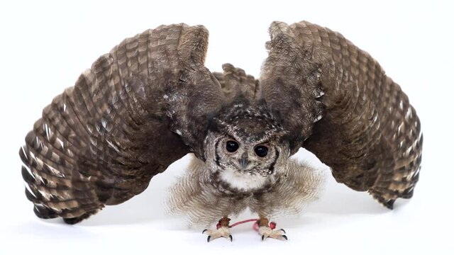 Abyssinian Long Eared Owl Owl Close-up portrait on white background Focused on the eyes
