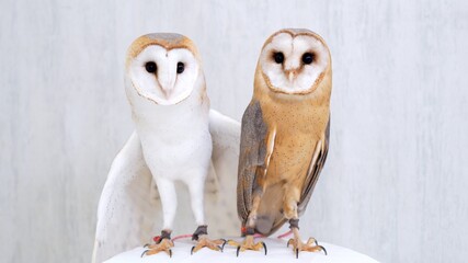 Barn Owl Close-up portrait on white background Focused on the eyes