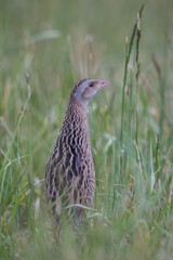 Wachtelkönig (Crex crex)
