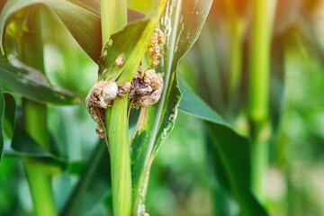 Fototapeta premium Corn cob infested. Corn field in summer with disease corn cob in foreground.