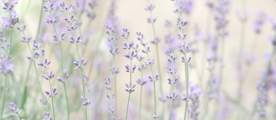 Blured lavender flowers in flower garden landscape background.  banner. poster