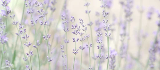 Gordijnen Blured lavender flowers in flower garden landscape background.  banner. poster © irenastar