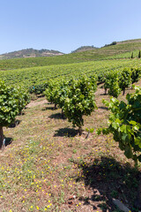Fototapeta na wymiar Vineyard in the Douro Valley, Portugal