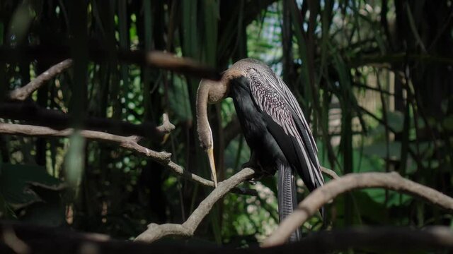 Amerikaanse Slangenhalsvogel or anhinga in habitual habitat in forest