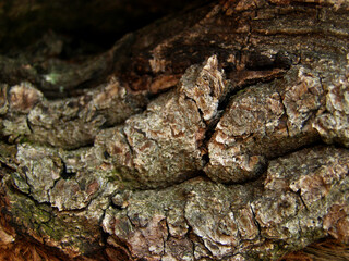 Natural tree bark texture close up