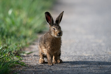 Feldhase (Lepus europaeus)