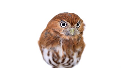 Ferruginous Pygmy Owl Close-up portrait on white background Focused on the eyes
