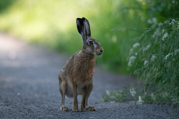 Feldhase (Lepus europaeus)