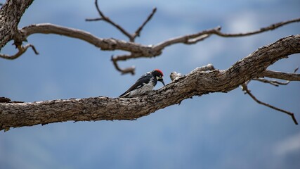 Pájaro Carpintero, Chihuahua