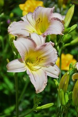 yellow flower in the garden