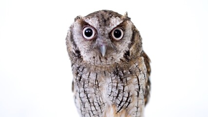 Naklejka premium Tropical Screech Owl Close-up portrait on white background Focused on the eyes