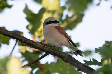 Neuntöter (Lanius collurio)