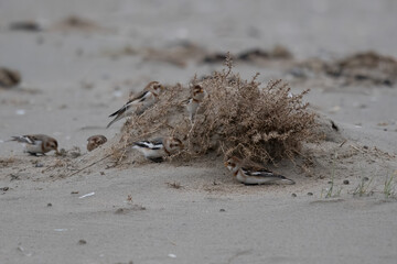 Schneeammer (Plectrophenax nivalis)