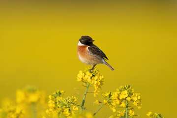 Schwarzkehlchen (Saxicola rubicola)