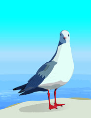 beautiful smart seagull standing in front of the sea