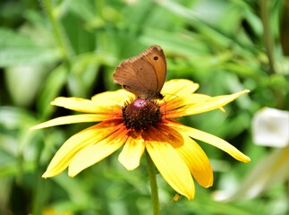 Obraz premium butterfly on yellow flower