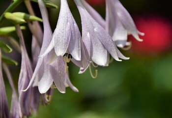 Fototapeta premium close up of a pink flower