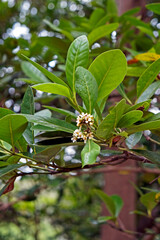 Red mangrove flowers, (Rhizophora mangle)