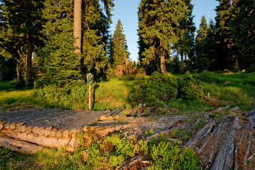 Las przed Szrenicą © Rafal