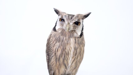 White Faced Scops Owl Close-up portrait on white background Focused on the eyes
