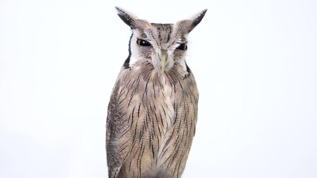 White Faced Scops Owl Close-up portrait on white background Focused on the eyes
