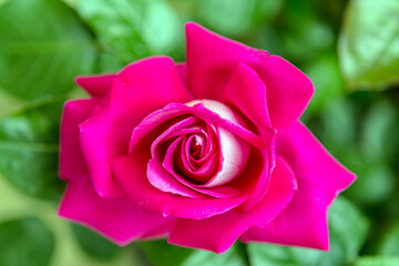 Rose Flower gift Bouquet