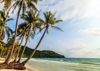 Palm tropical beach background summer