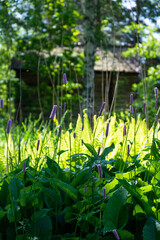 flowers in the garden