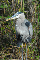 BIRDS- Close Up Portrait of a Beautiful Wild Great Blue Heron