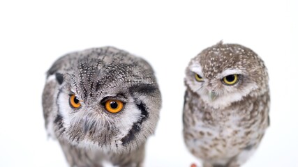 White Faced Scops Owl Spotted Little Owl Close-up portrait on white background Focused on the eyes