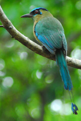 BIRDS- Mexico- Close Up of a Beautiful Wild Motmot