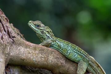 Webery sailfin lizard