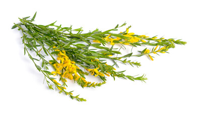 Genista tinctoria, the dyer's greenweed or dyer's broom. Isolated on white background