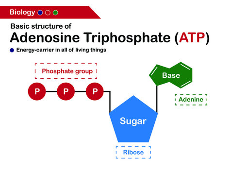 Biology diagram show basic structure of adenosine triphosphate (ATP)