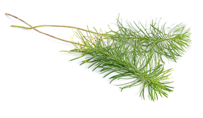 Leaves Euphorbia cyparissias, the cypress spurge. Isolated