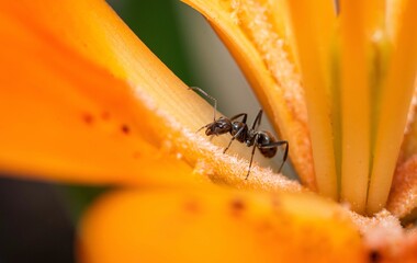 macro of a yellow flower