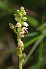 Blühendes Kriechendes Netzblatt (Goodyera repens) mit Käfer