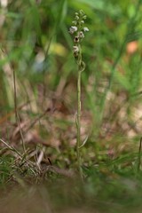 Blühendes Kriechendes Netzblatt (Goodyera repens) mit Käfer