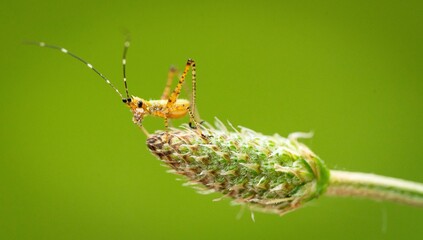 macro of a caterpillar