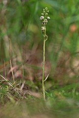 Blühendes Kriechendes Netzblatt (Goodyera repens) mit Käfer