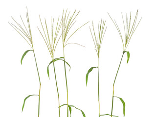Cynodon dactylon, known as Bermuda grass, Dhoob, durva grass, ethana grass, dubo, dog's tooth grass. Isolated.