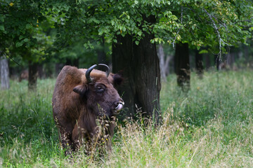 European Bison in the wood