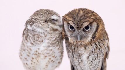 Spotted Little Owl Tropical Screech Owl Close-up portrait on pink background Focused on the eyes