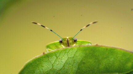 green shield bug