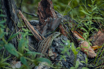 The sand lizard (Lacerta agilis) on a wooden beam in the grass. Green lizard close up.
