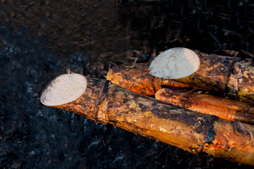 sugarcane burned in the harvest season, sugar cane fresh, sugarcane burn in field, sugar cane burned in plantation