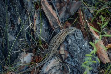 The sand lizard (Lacerta agilis) on a wooden beam in the grass. Green lizard close up.