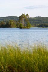 landscape with lake and trees