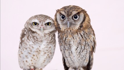 Spotted Little Owl Tropical Screech Owl Close-up portrait on pink background Focused on the eyes
