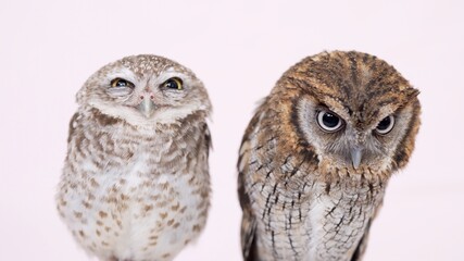 Spotted Little Owl Tropical Screech Owl Close-up portrait on pink background Focused on the eyes